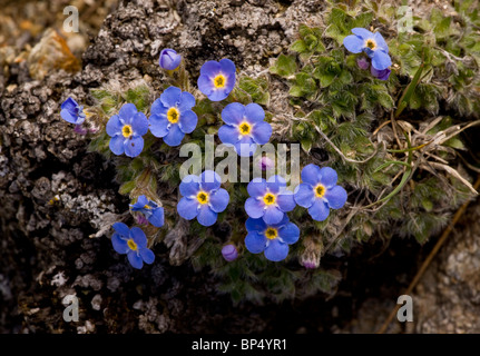 König-von-der-Alpen, Eritrichium Nanum - schöne Zwerg alpine Höhen-Kissen Pflanze, auf 2900 m, Oberengadin, Schweiz. Stockfoto