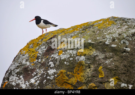 Austernfischer (Haematopus Ostralegus) auf Flechten bedeckten Findling, Svínoy, Färöer Inseln Stockfoto