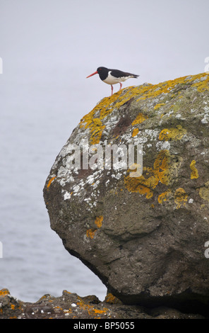 Austernfischer (Haematopus Ostralegus) auf Flechten bedeckten Findling, Svínoy, Färöer Inseln Stockfoto