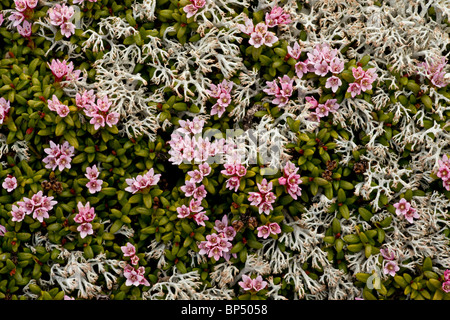 Schleichende Azalee oder Trailing Azalee, Loiseleuria Procumbens in sehr blumigen Matten auf der Albula-Pass, Schweiz. Stockfoto