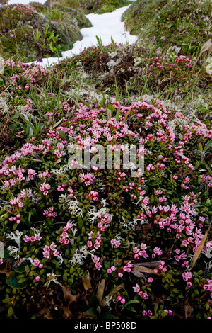 Schleichende Azalee oder Trailing Azalee, Loiseleuria Procumbens in sehr blumigen Matten auf der Albula-Pass, Schweiz. Stockfoto