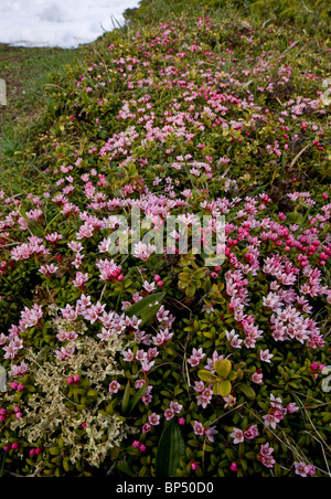 Schleichende Azalee oder Trailing Azalee, Loiseleuria Procumbens in sehr blumigen Matten auf der Albula-Pass, Schweiz. Stockfoto