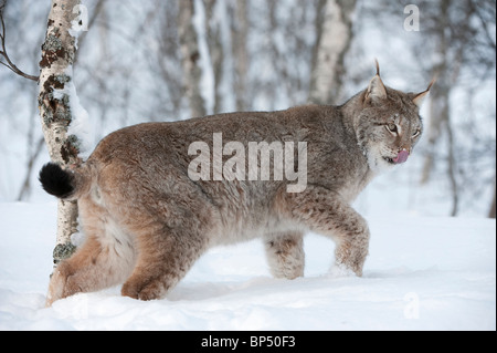 Europäischer Luchs (Felis Lynx, Lynx Lynx). Scandinanvian Rennen. Männlich zu Fuß durch den Schnee im Winter. Stockfoto