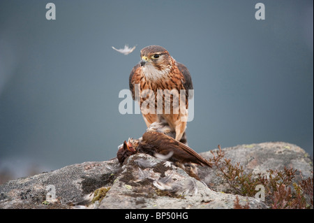 Merlin (Falco Columbarius). Erwachsene männliche zupfende Beute auf Felsen auf moor. Stockfoto