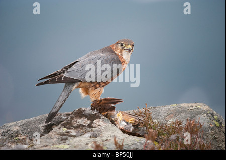 Merlin (Falco Columbarius). Erwachsene männliche stehend auf Beute auf Felsen auf Hochland Moor. Stockfoto