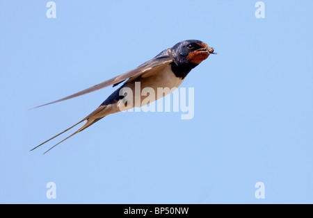 Rauchschwalbe europäischen schlucken im Flug hautnah Stockfoto