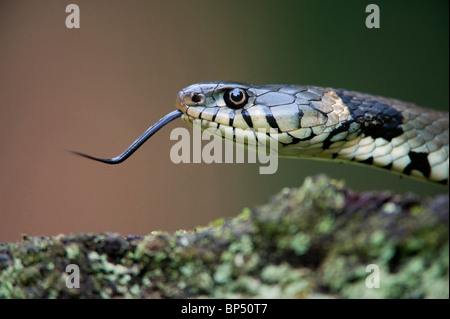 Ringelnatter (Natrix Natrix). Nahaufnahme der Erwachsenen zeigt Zunge, Niederlande. Stockfoto