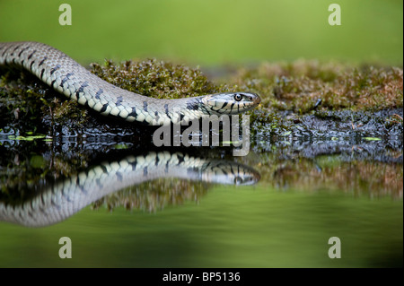 Ringelnatter (Natrix Natrix). Erwachsenen am Rand des Teiches zeigt Reflexion, Niederlande. Stockfoto