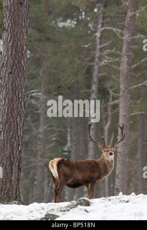 Rothirsch (Cervus Elaphus). Hirsch im Pinienwald im Winter Cairngorms National Park, Schottland. Stockfoto