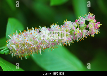 Paprika Busch Blüte Clethra alnifolia Stockfoto