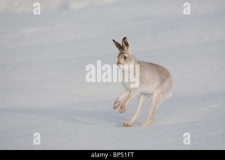 Schneehase (Lepus Timidus) im Winter Fell (Fell) quer durch Schnee, Cairngorms National Park, Schottland. Stockfoto