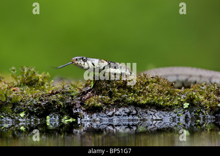 Ringelnatter (Natrix Natrix)... Erwachsenen am Rand des Teiches, Niederlande. Stockfoto