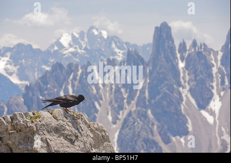 Alpine Alpenkrähe unter hohen Gipfeln der Dolomiten, Italien. Stockfoto