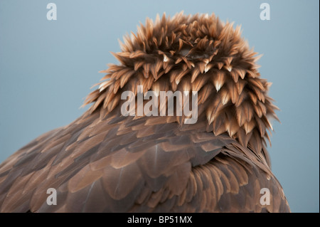 Steinadler (Aquila Chrysaetos), Nahaufnahme des Kopfes Federn. Stockfoto