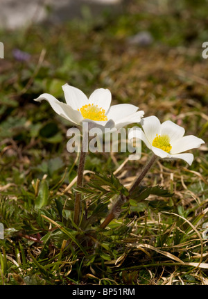 Monte-Baldo-Anemone, Anemone Baldensern in den Dolomiten, Italien. Stockfoto