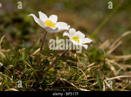 Monte-Baldo-Anemone, Anemone Baldensern in den Dolomiten, Italien. Stockfoto