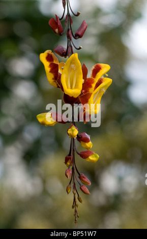 Eine einzige Uhr Ranke Blume Stockfoto