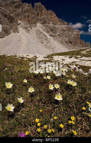 Monte-Baldo-Anemone, Anemone Baldensern und andere alpine in den Dolomiten, Italien. Stockfoto