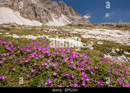 Wenigsten Primel, Primula Minima in Hülle und Fülle in den Dolomiten, Italien. Stockfoto