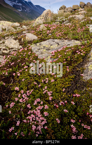 Schleichende Azalee oder Trailing Azalee, Loiseleuria Procumbens in sehr blumigen Matten auf der Albula-Pass, Schweiz. Stockfoto
