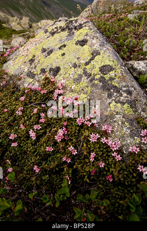 Schleichende Azalee oder Trailing Azalee, Loiseleuria Procumbens in sehr blumigen Matten auf der Albula-Pass, Schweiz. Stockfoto
