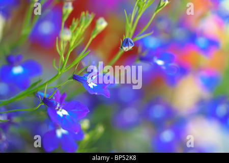 Lobelia Compacta kleine blaue Blumen super-Makro Stockfoto