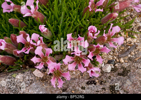 Zwerg Seifenkraut, Saponaria Pumilio auf Acid Rock in den Alpen. Stockfoto