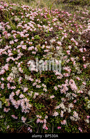 Schleichende Azalee oder Trailing Azalee, Loiseleuria Procumbens in sehr blumigen Matten auf der Albula-Pass, Schweiz. Stockfoto