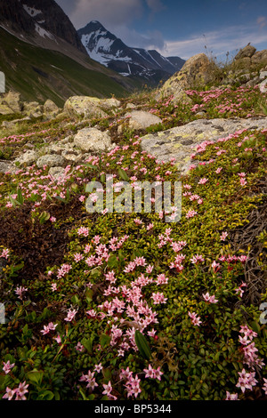 Schleichende Azalee oder Trailing Azalee, Loiseleuria Procumbens in sehr blumigen Matten auf der Albula-Pass, Schweiz. Stockfoto