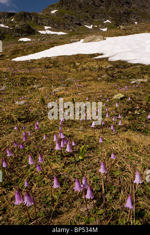 Zwerg Snowbell, Soldanella Pusilla, wächst in Massen in der Nähe der Schneegrenze, Fluella Pass, Engadin. Schweizer Alpen Stockfoto