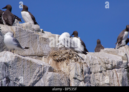 Verschachtelung Dreizehenmöwen (Larus tridactyla)(Laridae) und Trottellumme (Uria aalge)(Alcidae) auf den Klippen von Grundnahrungsmittel Insel Stockfoto