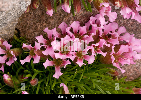 Zwerg Seifenkraut, Saponaria Pumilio auf Acid Rock in den Alpen. Stockfoto