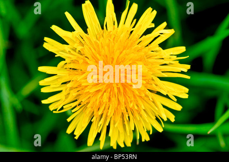 Gelber Löwenzahn Taraxacum offinale Stockfoto