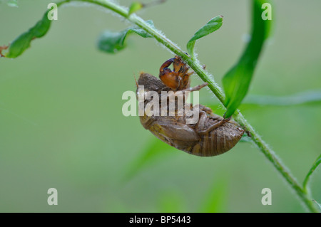 Zikade Haut ausgetrocknet Stockfoto