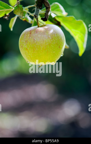 Malus Domestica. "Ellisons Orange" Apfel auf einem Baum Stockfoto