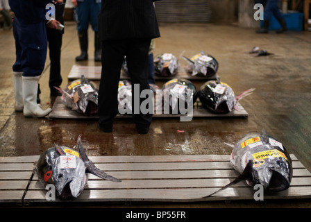 Die frischen Thunfisch Auktion bei Tokyo Central Großhandelsmärkte in Tsukiji. Stockfoto