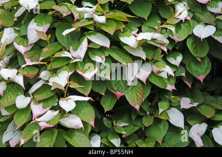 Blätter der Schnitt Kolomitka. Tauchen Sie mit weißen "Spritzer", die rosa geworden. Stockfoto