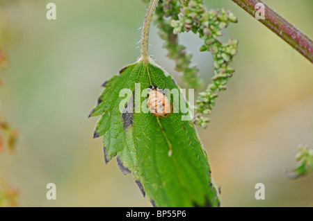 Puppe Harlekin-Marienkäfer (Harmonia Axyridis Succinea) auf gemeinsame Brennnessel, Urtica Dioica. Stockfoto