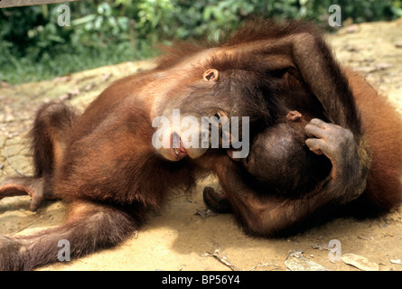 Juvenile Orang-Utans spielen, Heiligtum. Stockfoto