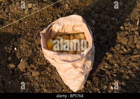 Zwiebel (Allium Cepa) setzt in eine braune Papiertüte auf eine Zuteilung Grundstück gepflanzt werden Stockfoto