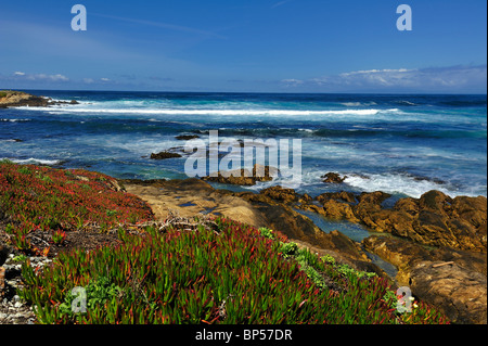 Türkis-blauen Wellen Absturz gegen rocky California Küstenlinie von Pebble Beach, CA 17 Mile Drive Eis Pflanzen Meer Fig. Stockfoto