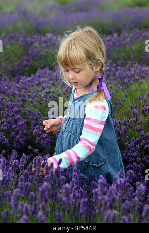 Ein kleines Mädchen in einem Lavendelfeld Blumen pflücken Stockfoto