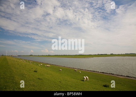 Deich mit Aegaeischen Schafe in der Nähe von Husum Stockfoto
