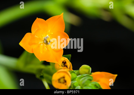 Ornithogalum Dubium auf schwarzem Hintergrund. Im Studio gedreht. Stockfoto