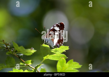 Eurasische White Admiral (Limenitis Camilla) Stockfoto