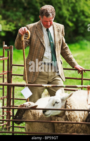 Richter, die Schafe zu vergleichen, bei der jährlichen Eastgate Sheepshow, Eastgate, Wear Valley County Durham Stockfoto