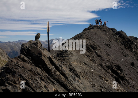 A New Zealand alpine Papagei der Kea nahe dem Gipfel des Avalanche Peak, Arthurs Pass, Neuseeland. Stockfoto