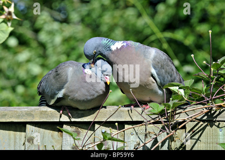 Ein paar von Ringeltauben (Columba Palumbus) Eacb andere putzen Stockfoto