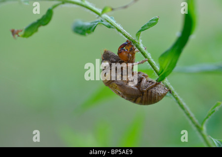 Zikade Haut ausgetrocknet Stockfoto