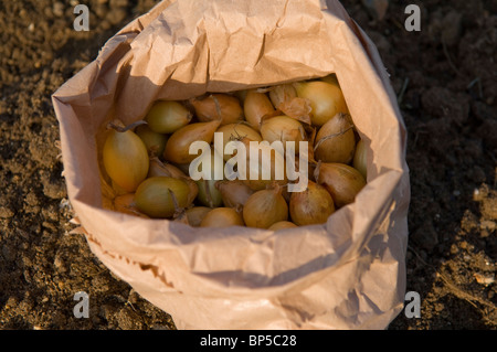 Zwiebel (Allium Cepa) setzt in eine braune Papiertüte auf eine Zuteilung Grundstück gepflanzt werden Stockfoto